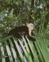 noam_shaham Altpins Profile Picture