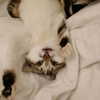 noiemacklin Altpins Profile Picture