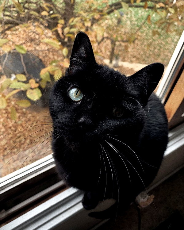 nonsalemwitch instagram image archive image