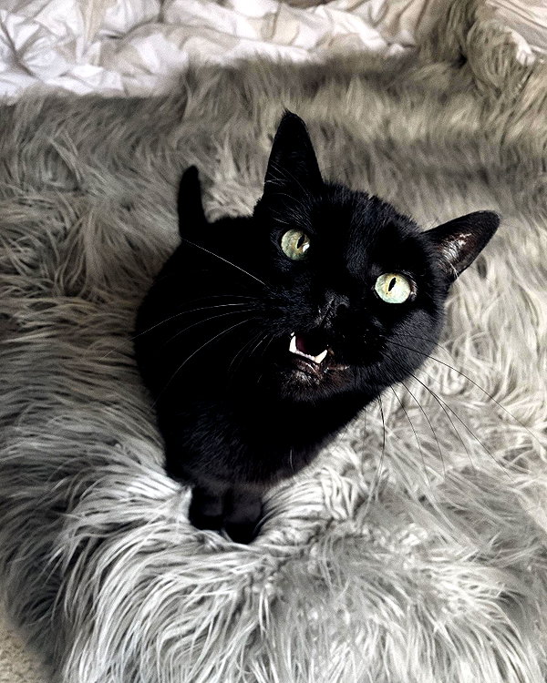 nonsalemwitch instagram image archive image
