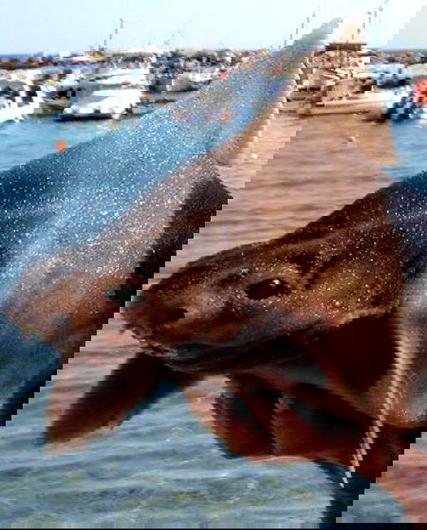 norafawn norafawn archive image