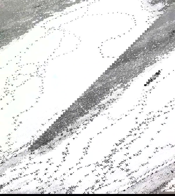 norafawn norafawn archive image