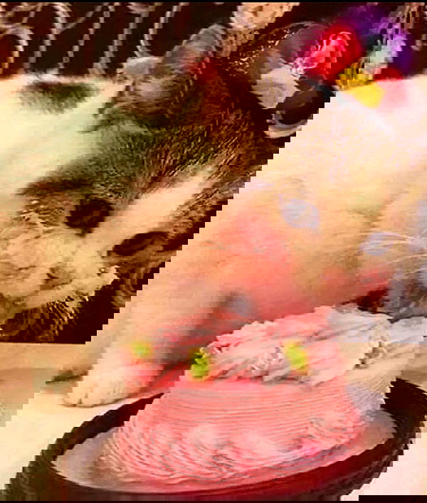 norafawn norafawn archive image