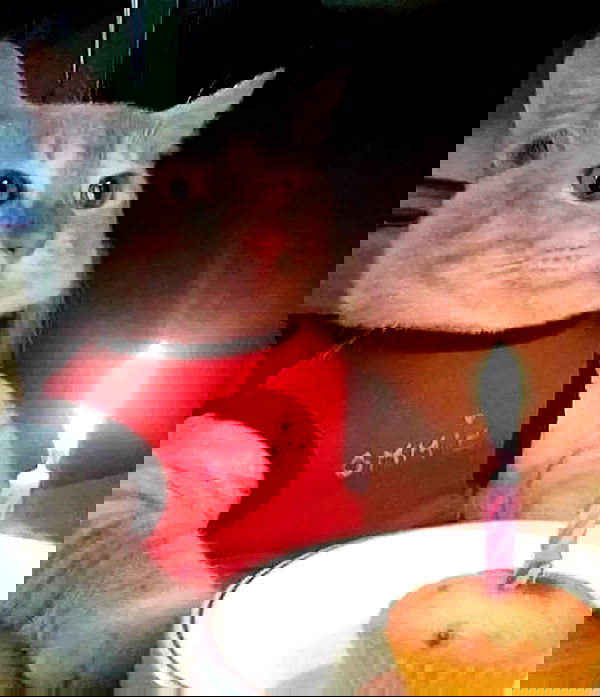 norafawn norafawn archive image