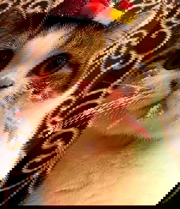 norafawn norafawn archive image