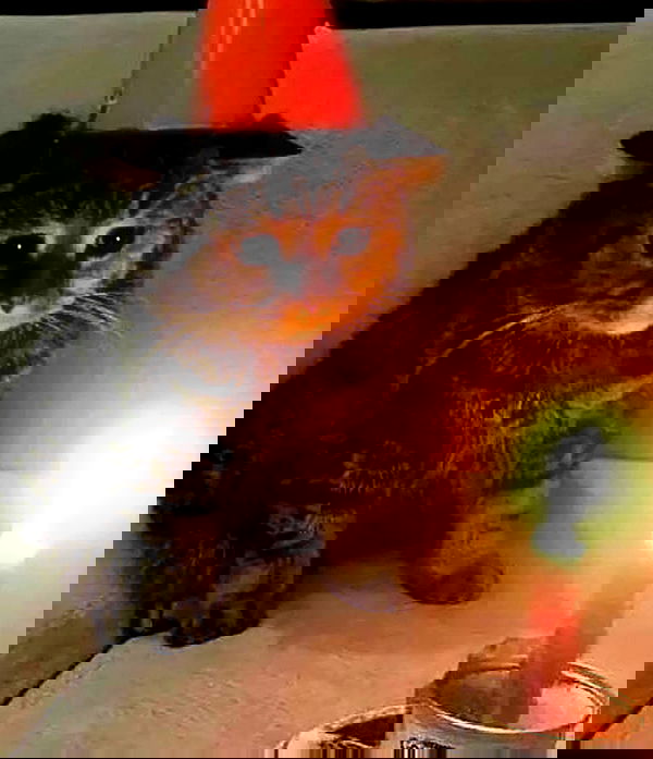 norafawn norafawn archive image