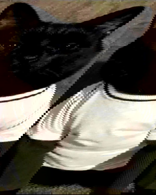 norafawn norafawn archive image