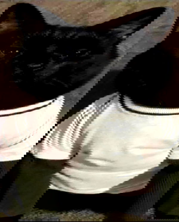 norafawn norafawn archive image