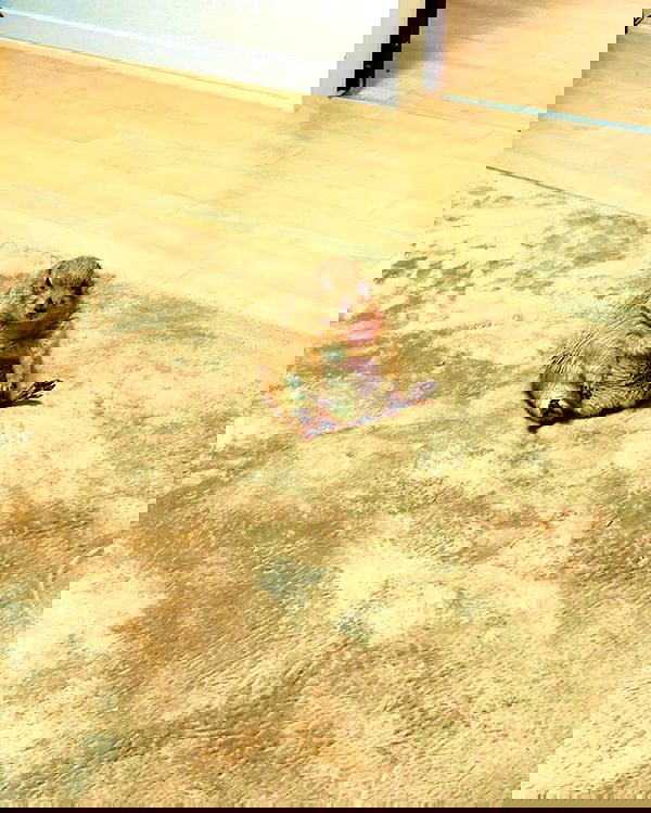 norafawn norafawn archive image