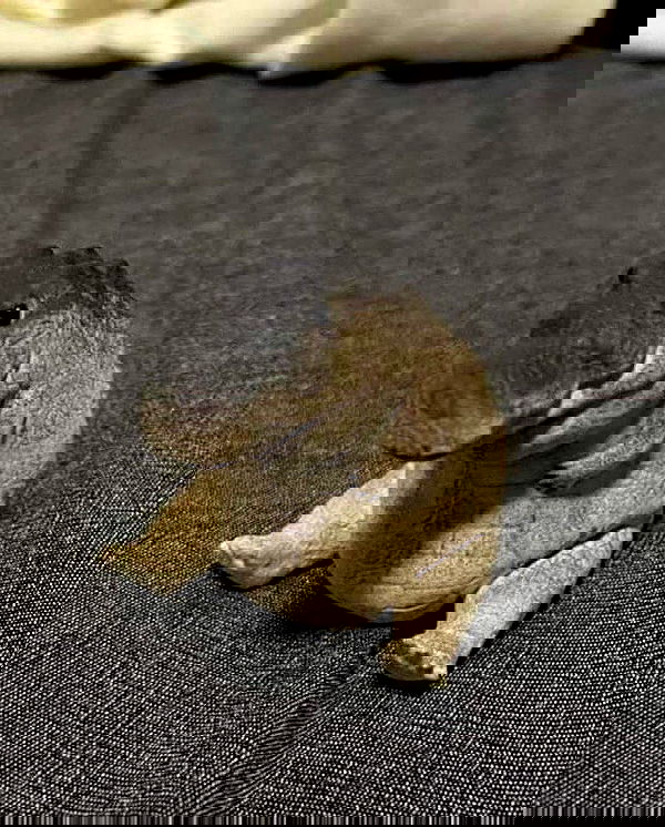 norafawn norafawn archive image