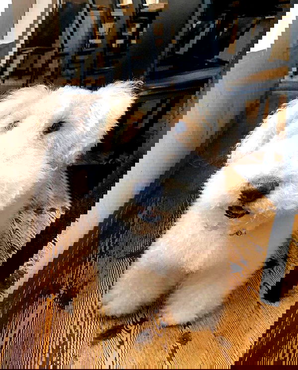 norafawn norafawn archive image