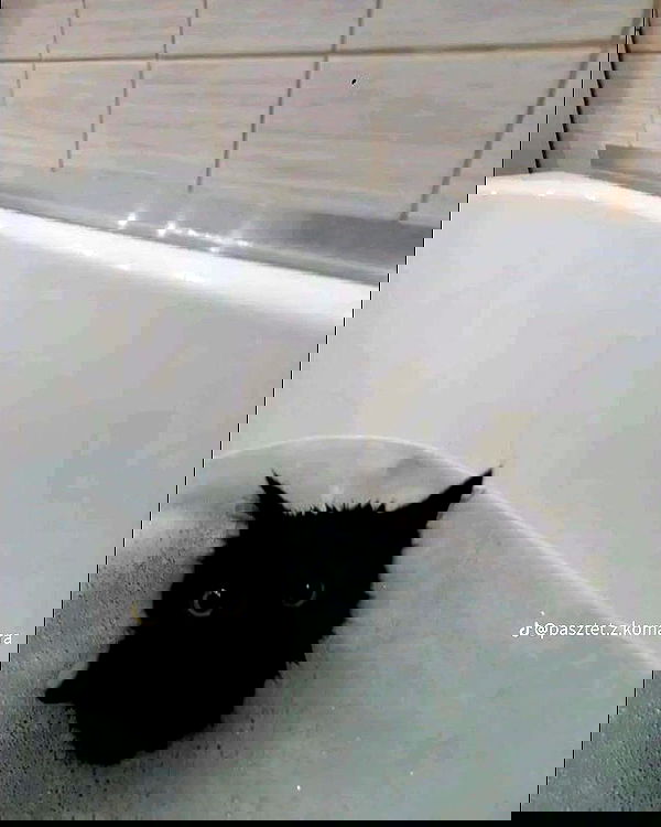 norafawn norafawn archive image