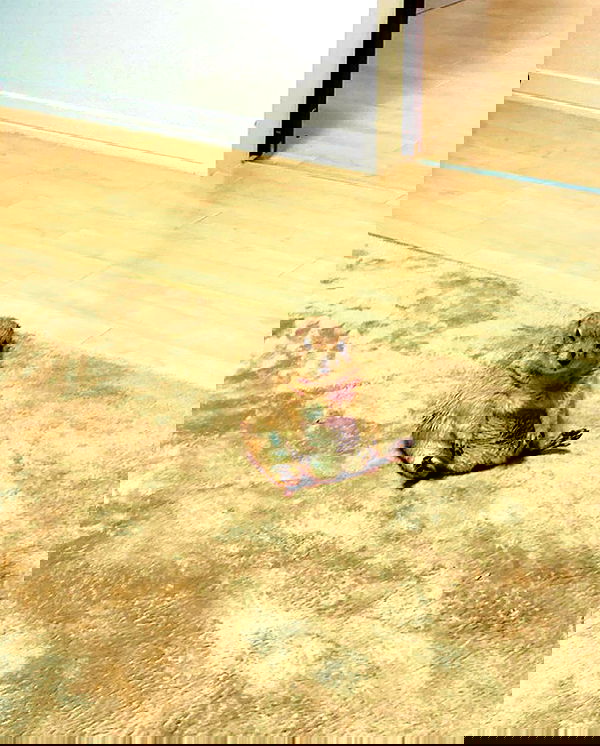 norafawn norafawn archive image