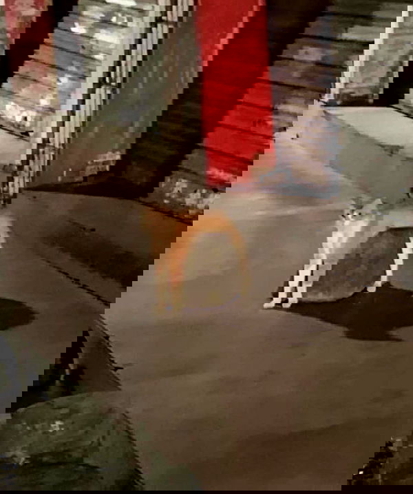 norafawn norafawn archive image