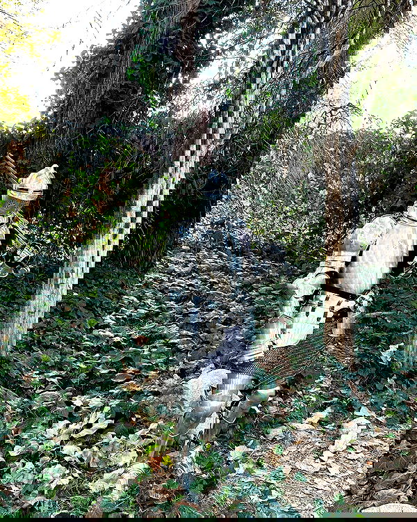 norafawn norafawn archive image