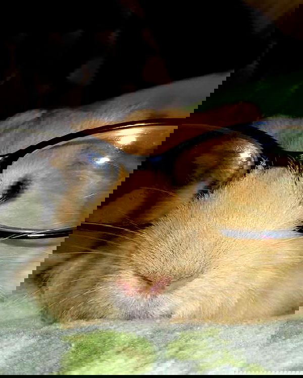 norafawn norafawn archive image