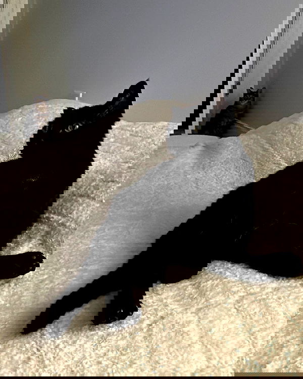 norafawn norafawn archive image