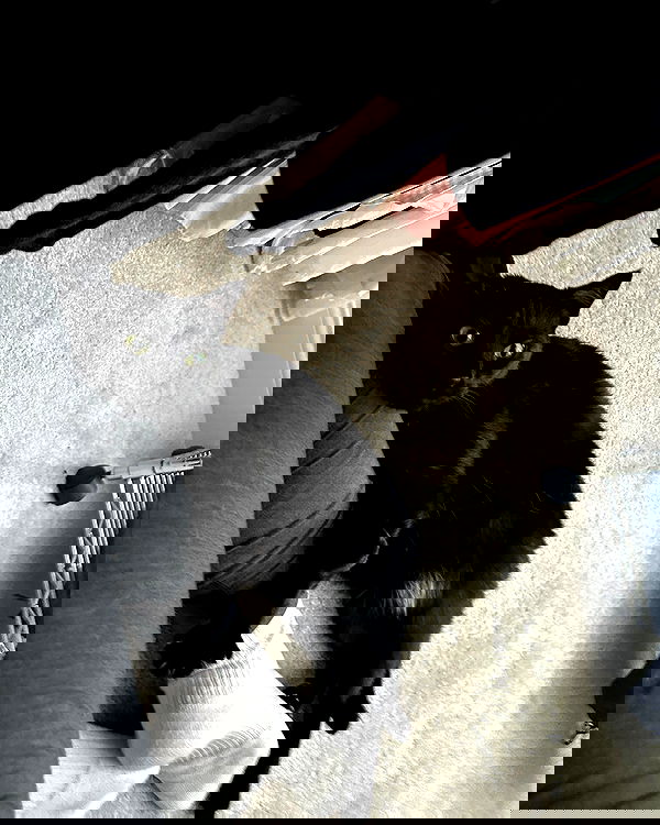 norafawn norafawn archive image