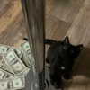 notparris Altpins Profile Picture