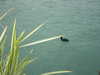 noy.razz Altpins Profile Picture