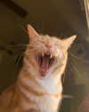 nyachty Altpins Profile Picture