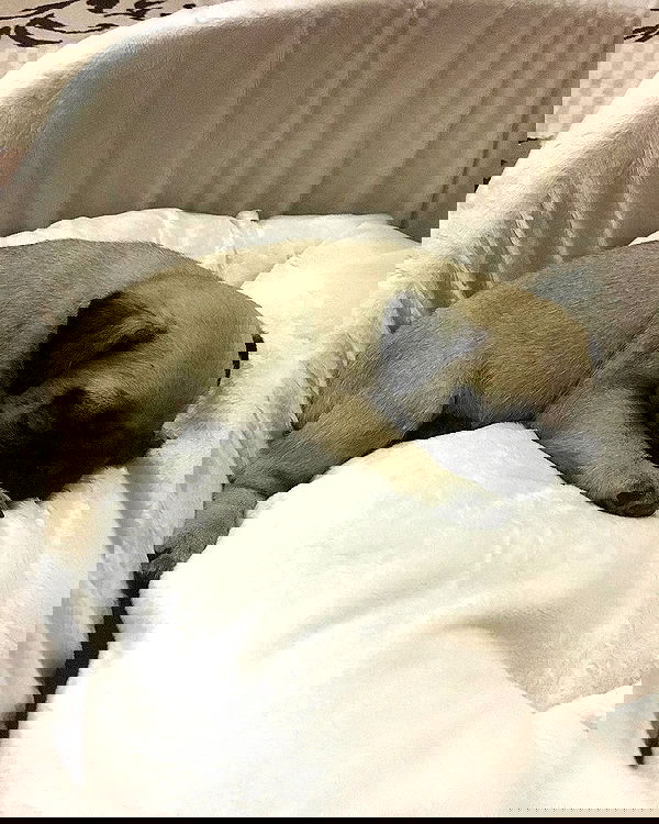 nyityam nyityam archive image