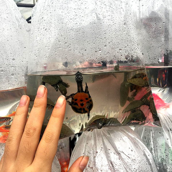 oanhdaqueen instagram image archive image