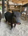 omer.lev1 Altpins Profile Picture