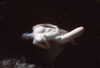 orbweaver___ Altpins Profile Picture