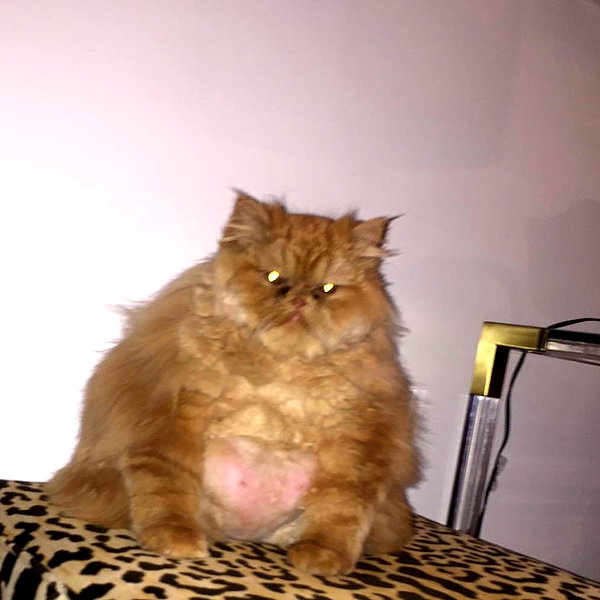 peytonjacks instagram image archive image