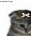 piper.foxx Altpins Profile Picture