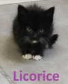 piper.foxx Altpins Profile Picture