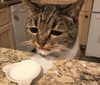 piper.foxx Altpins Profile Picture