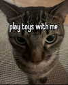 piper.foxx Altpins Profile Picture