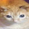 protheme Altpins Profile Picture