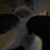 protheme Altpins Profile Picture