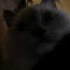 protheme Altpins Profile Picture