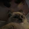 protheme Altpins Profile Picture