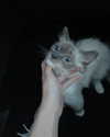 protheme Altpins Profile Picture