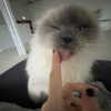 protheme Altpins Profile Picture