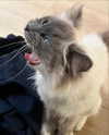protheme Altpins Profile Picture