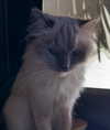 protheme Altpins Profile Picture