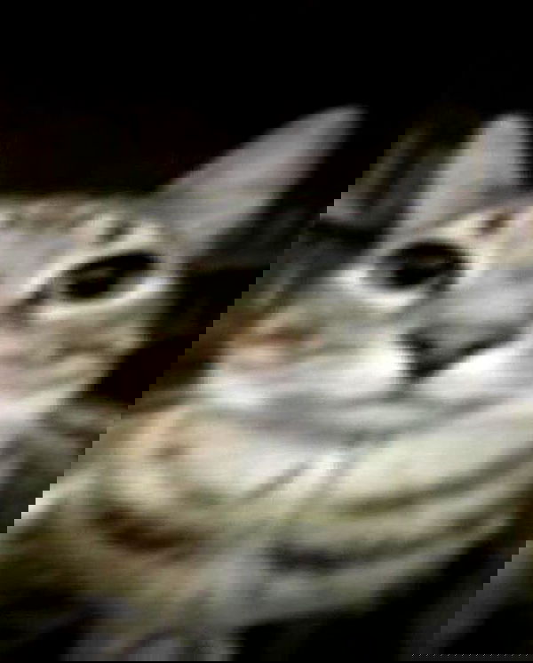 purrrik purrrik archive image