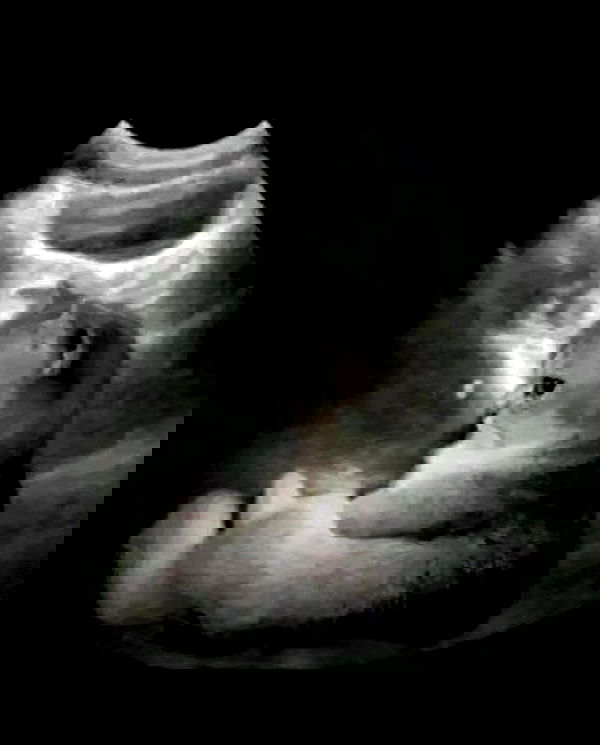 purrrik purrrik archive image