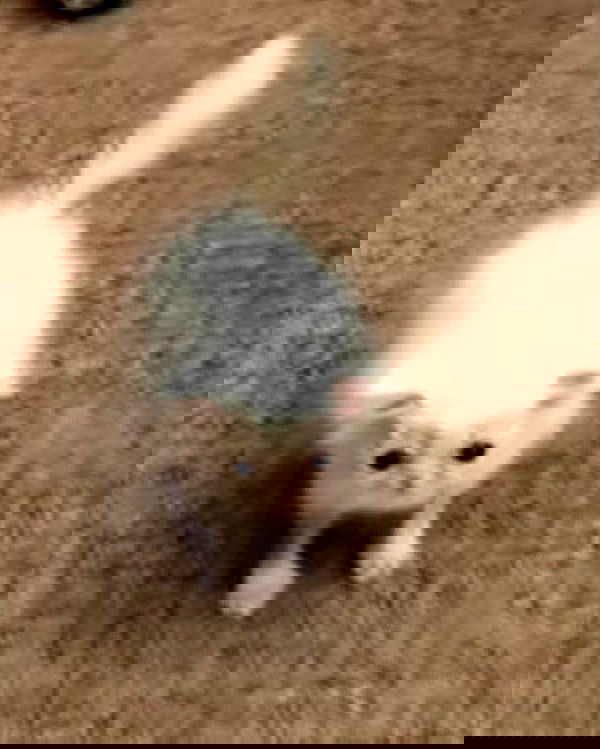 purrrik purrrik archive image