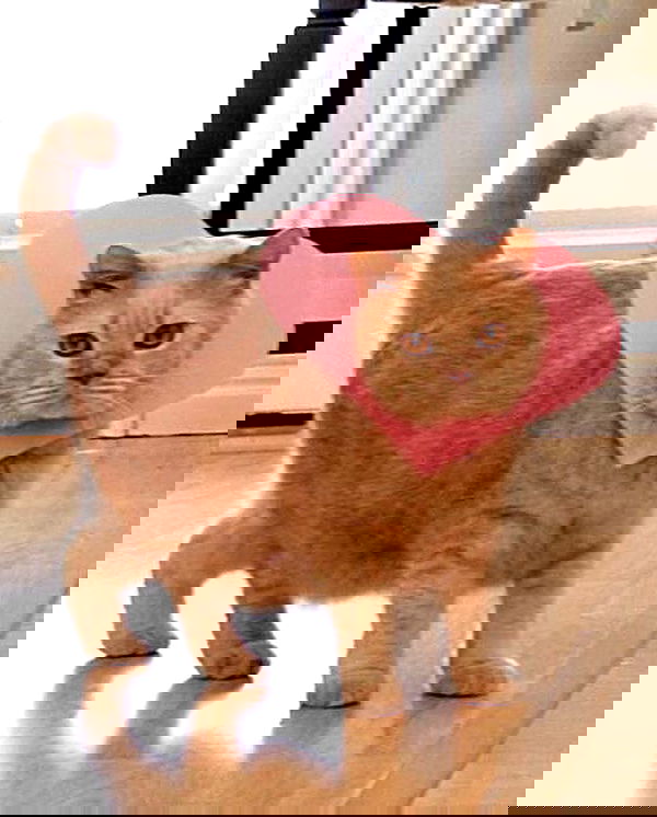 purrrik purrrik archive image