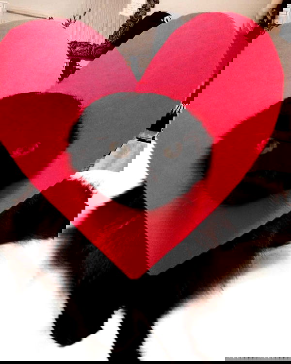 purrrik purrrik archive image