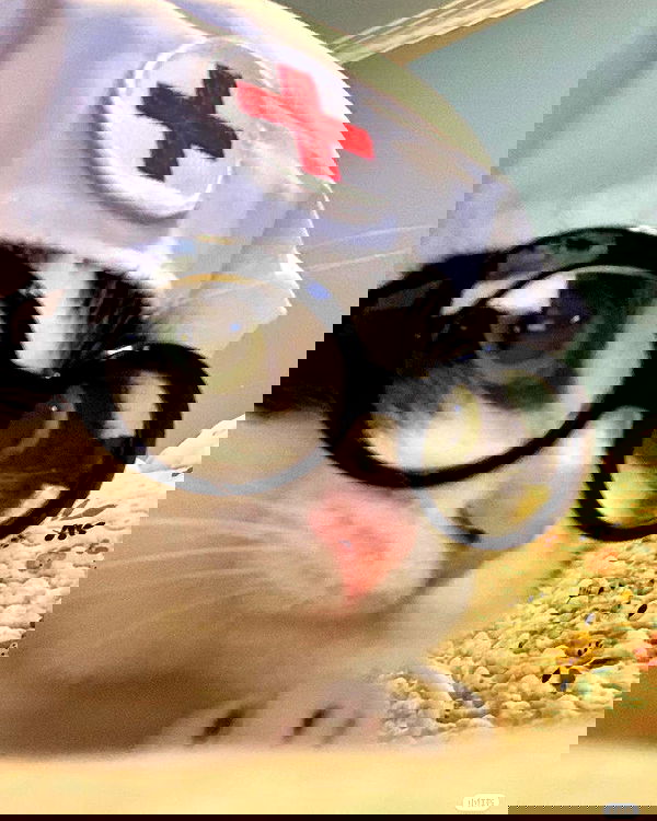 purrrik purrrik archive image