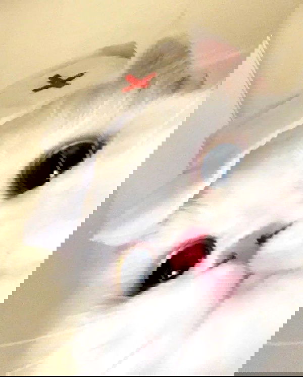 purrrik purrrik archive image