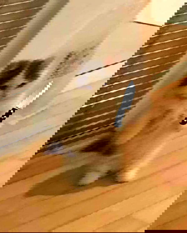 purrrik purrrik archive image